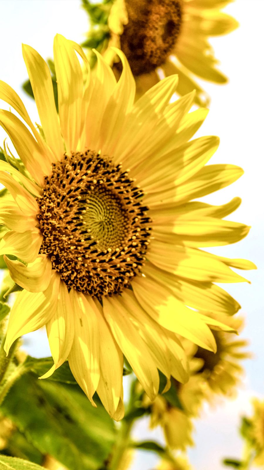 CBD-ingred-sunflower